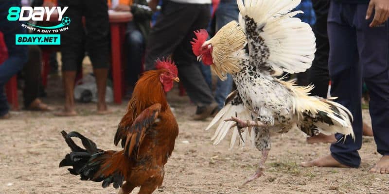 Đá gà Peru – Một Truyền Thống Độc Đáo Với Trận Đấu Kịch Tính 3 Các loại hình đá gà Peru phổ biến nhất hiện nay