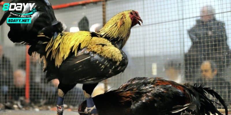 Đá Gà Cựa Sắt – Bí Quyết Cho Những Người Đam Mê Đấu Kê 1 Đá Gà Cựa Sắt – Bí Quyết Cho Những Người Đam Mê Đấu Kê