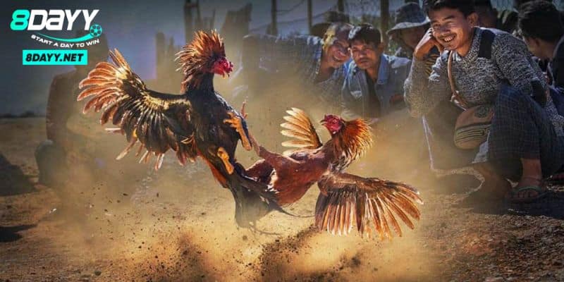 Đá gà Peru – Một Truyền Thống Độc Đáo Với Trận Đấu Kịch Tính 2 Thông tin chung về chủng gà Peru