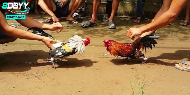 Đá Gà Cựa Sắt – Bí Quyết Cho Những Người Đam Mê Đấu Kê 4 Kỹ thuật cược đá gà cựa sắt hay nhất từ cộng đồng cao thủ