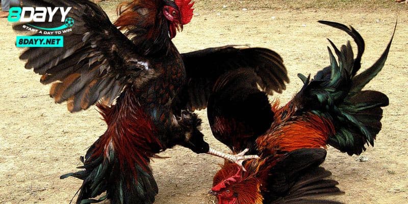 Đá gà Peru – Một Truyền Thống Độc Đáo Với Trận Đấu Kịch Tính 4 Top các chiến kê nổi tiếng nhất để tham gia đá gà Peru